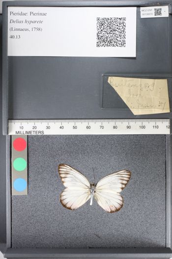Media type: image;   Entomology 130070